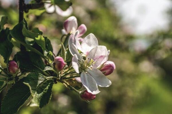 Kasvimaa ja hyötypuutarha