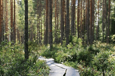 Metsä