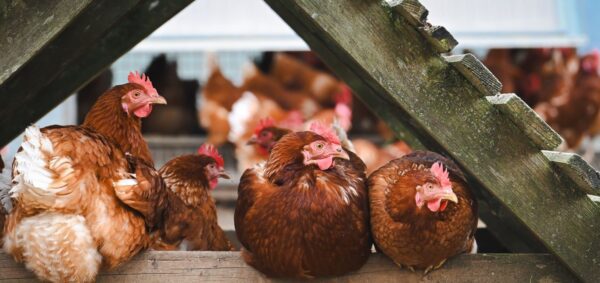 Omavara Kotieläimet, osa 1 – 2