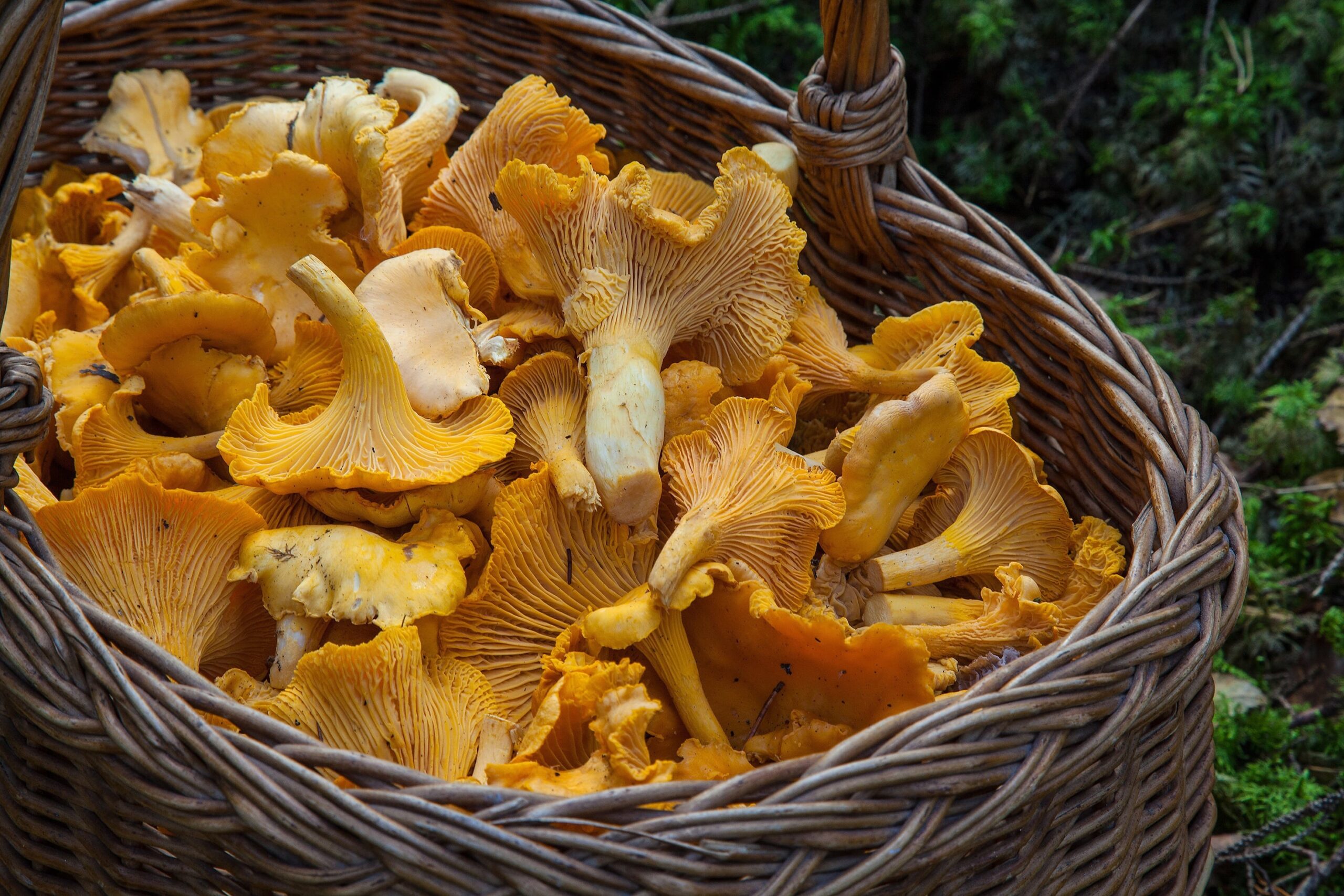 barbroforsberg-fungus-1194380